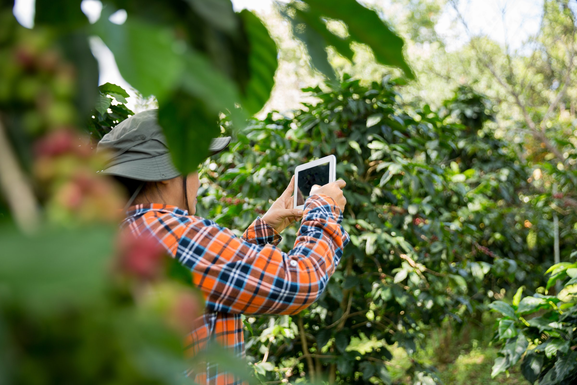 Farmer concept harvest hand ripe coffee seed robusta arabica berry close up fresh green leaf bean picking orange crop red yellow berries raw plant tree farm growth blur background eco organic garden
