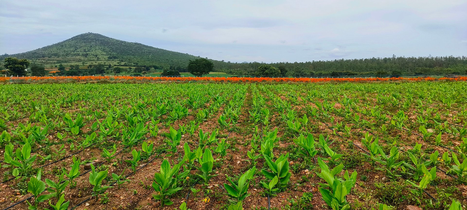 A sprawling turmeric farm featuring neat rows of young turmeric plants thriving in rich soil, set against the backdrop of a picturesque mountain and lush forest under a cloudy sky. This image captures the essence of sustainable agriculture and rural life in India, highlighting the vibrant green of the turmeric crop and the natural beauty of the surrounding countryside