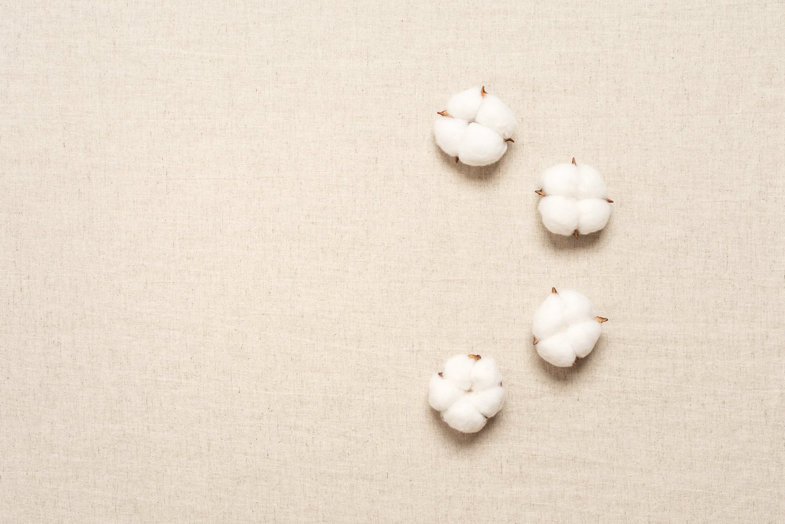 Fluffy white cotton bolls on beige linen background, top view, flat lay