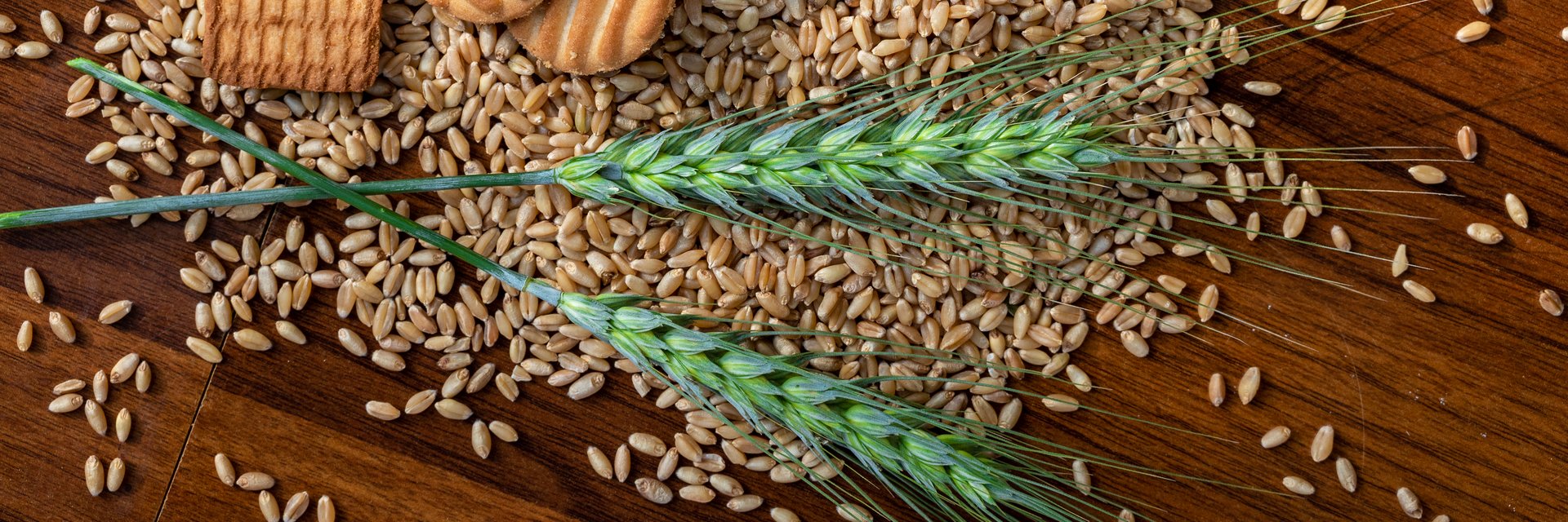 harina de trigo y espigas de trigo sobre una mesa de madera, primer plano de granos