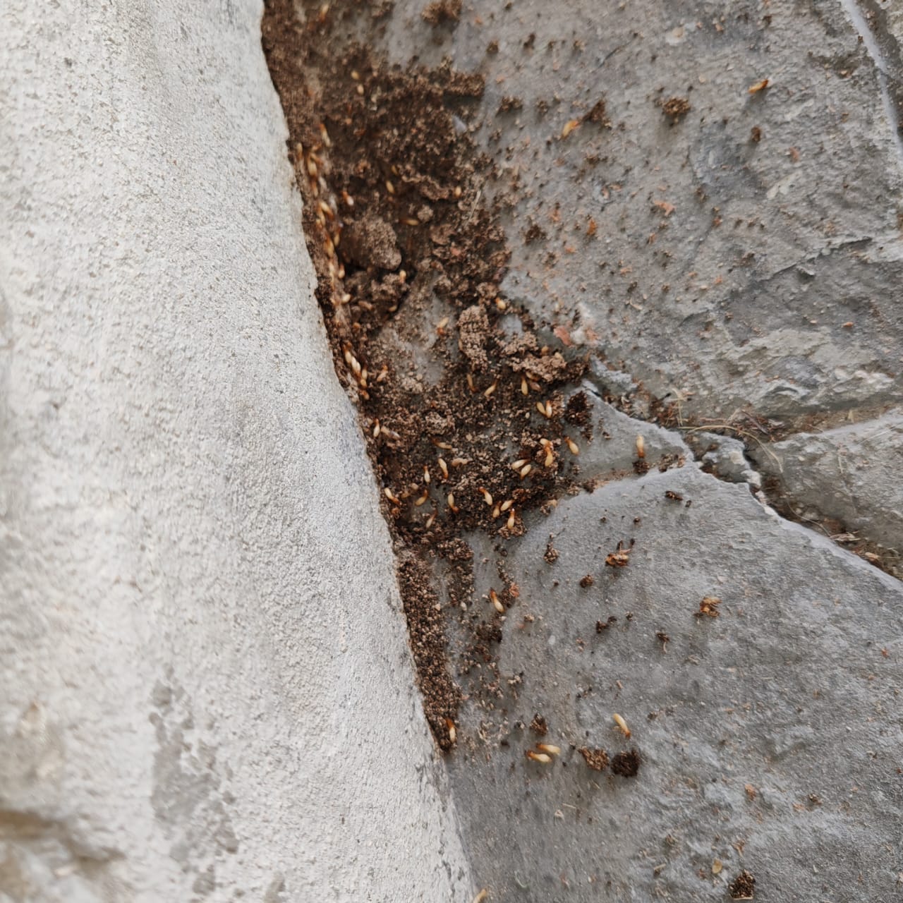 Técnicos de Chau Termitas en acción durante tratamiento