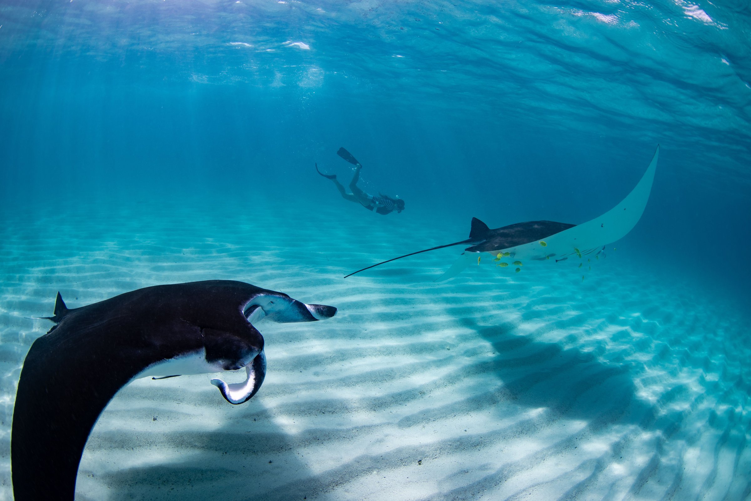 A diver swimming with manta rays in clear blue ocean water.