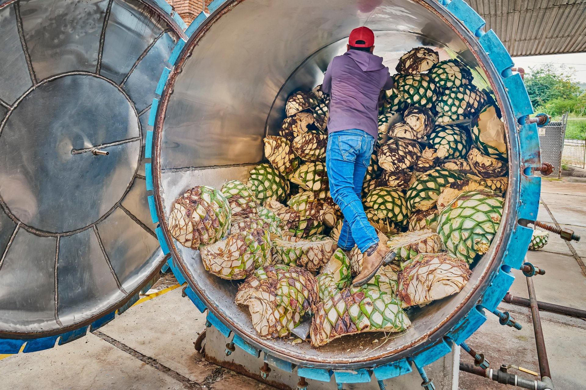 Premium agave production process