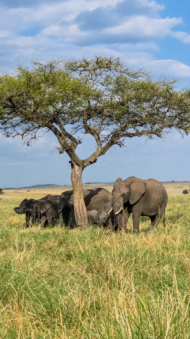 Herd of elephants resting under an acacia tree in the African savanna, seeking refuge from the sun