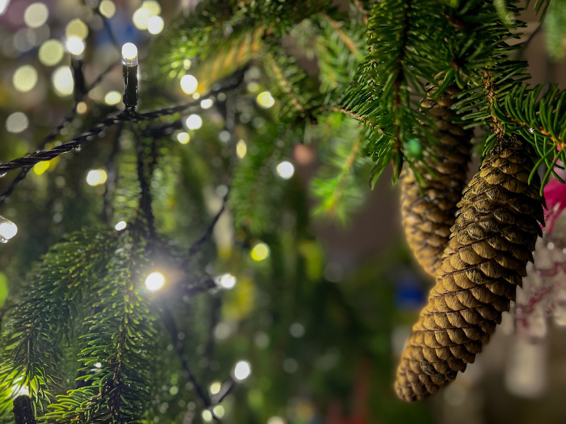 Natural Christmas tree with Christmas lights and natural pine cones, background