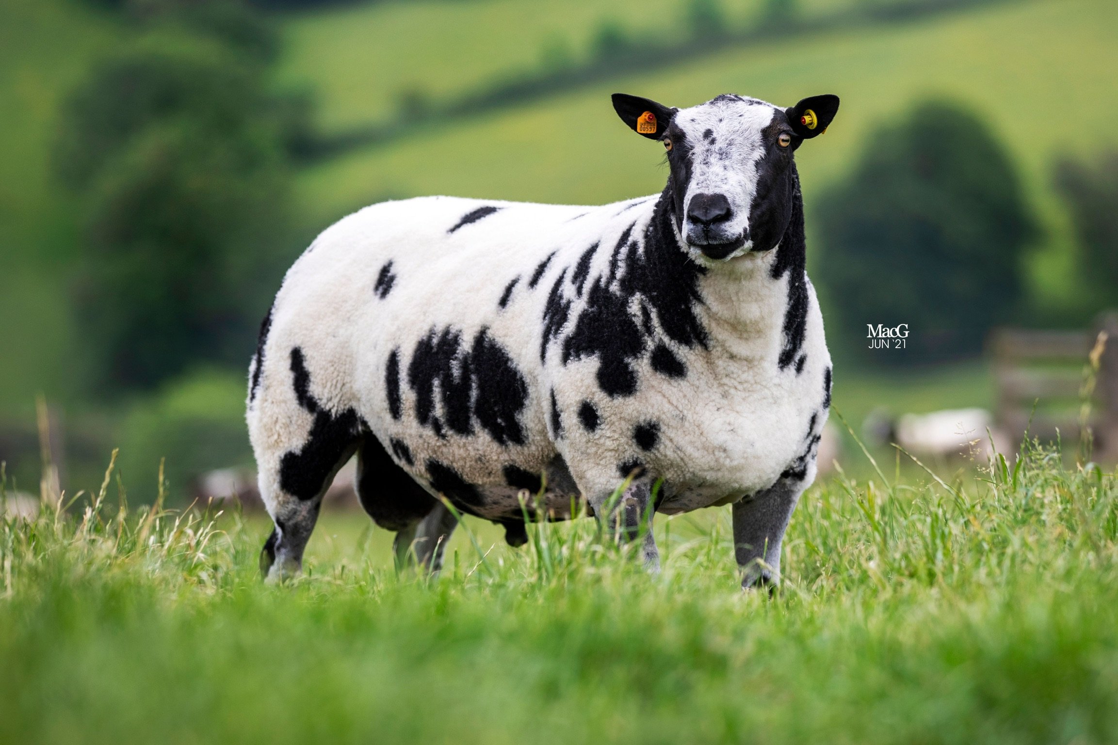 Agnes Meadow Dollar - Dutch Spotted Ram