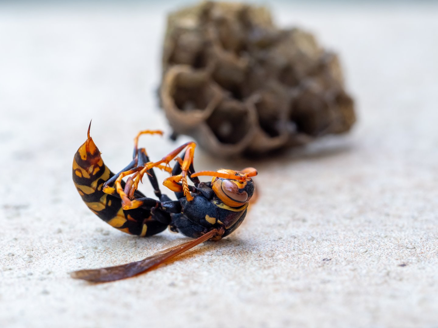 Extermination professionnelle