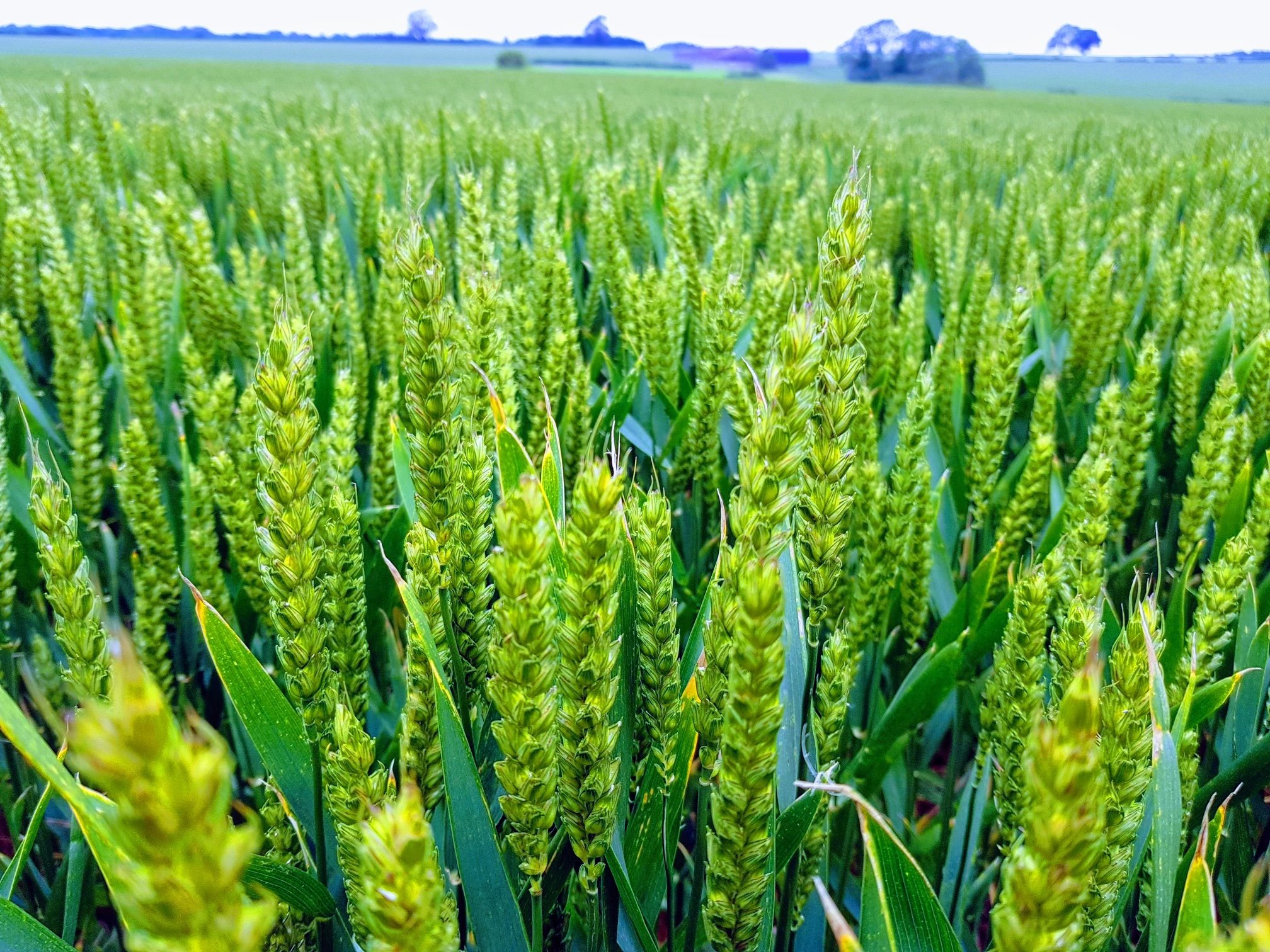 Checking over a field of wheat. And barley farming practices in the climate change farming practices