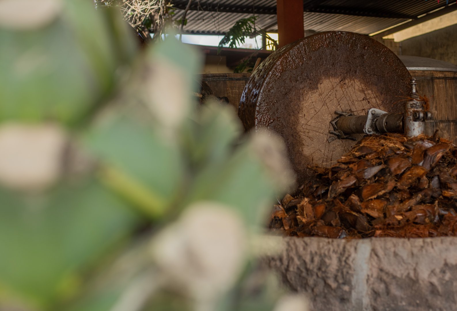 mezcal and tequila destilled process