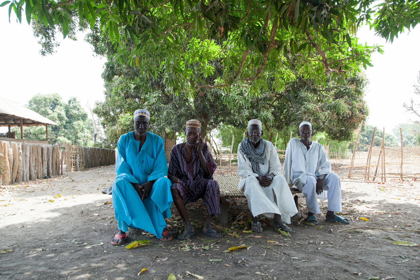 Gabu, Guinea-Bissau - March 29, 2014: African village chief and elders council meeting under the shadow of a tree in rural Guinea-Bissau