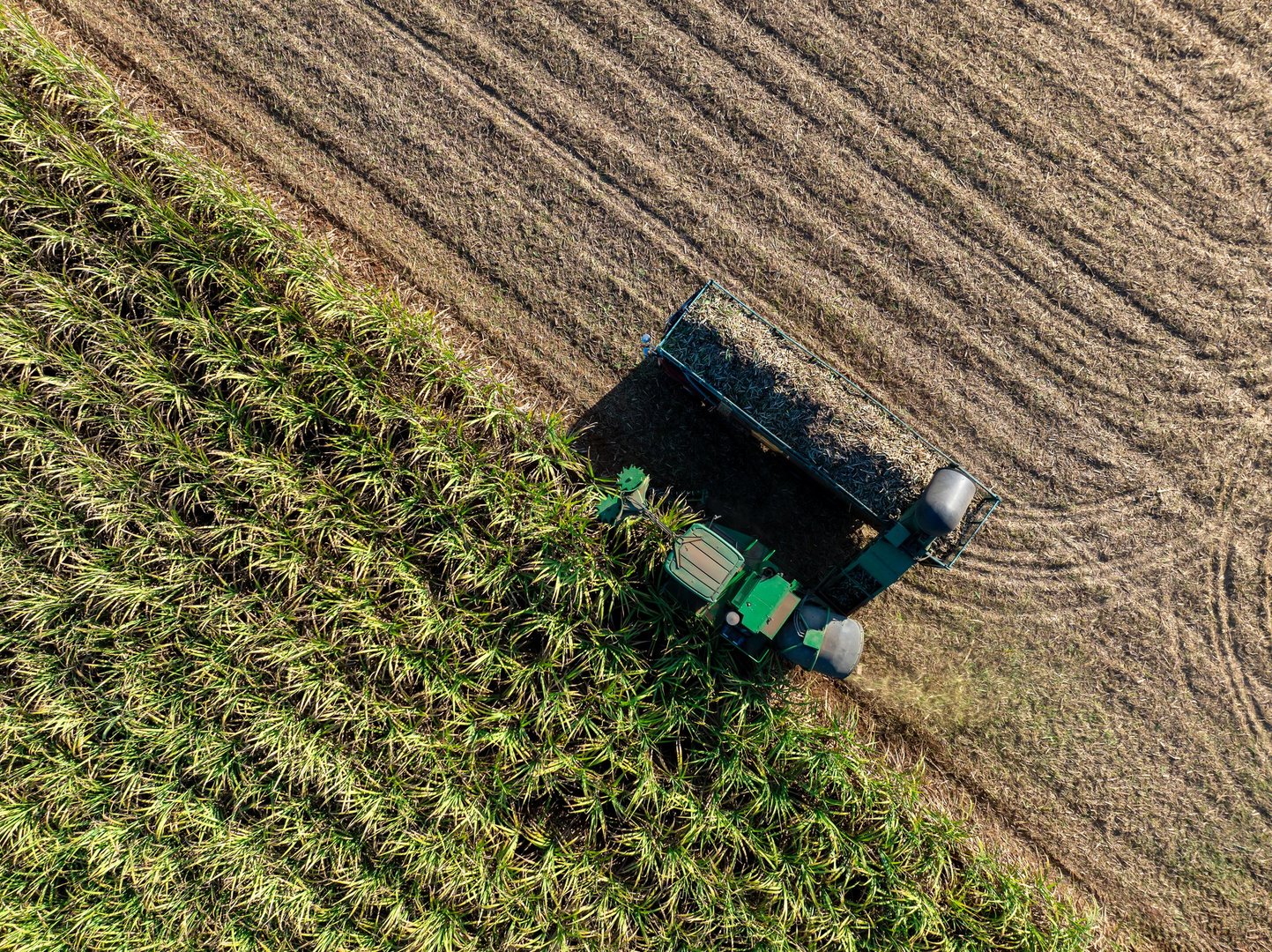 Harvesting Sugarcane cutting and Truck, aerial top view