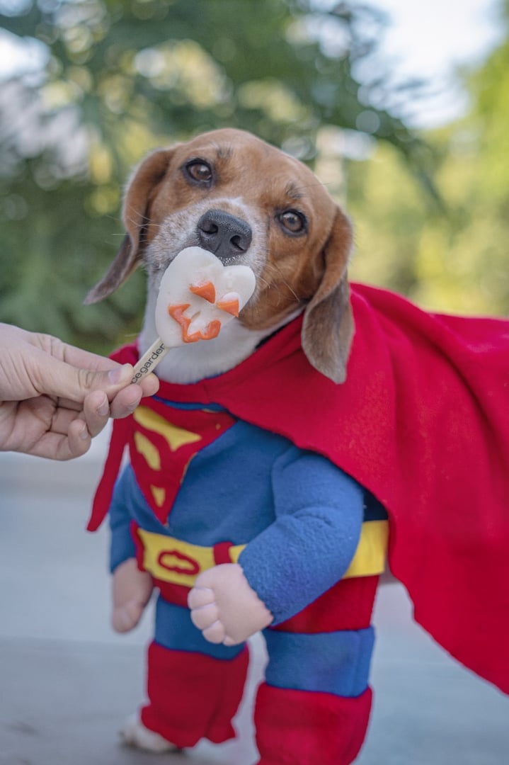 Decorative dog image