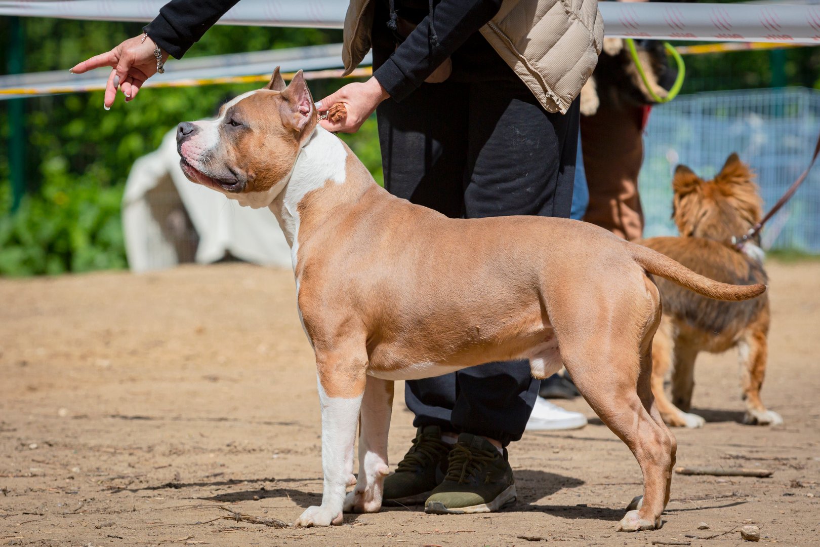 The American Staffordshire Terrier, also known as the AmStaff, is a medium-sized, short-coated American dog breed
