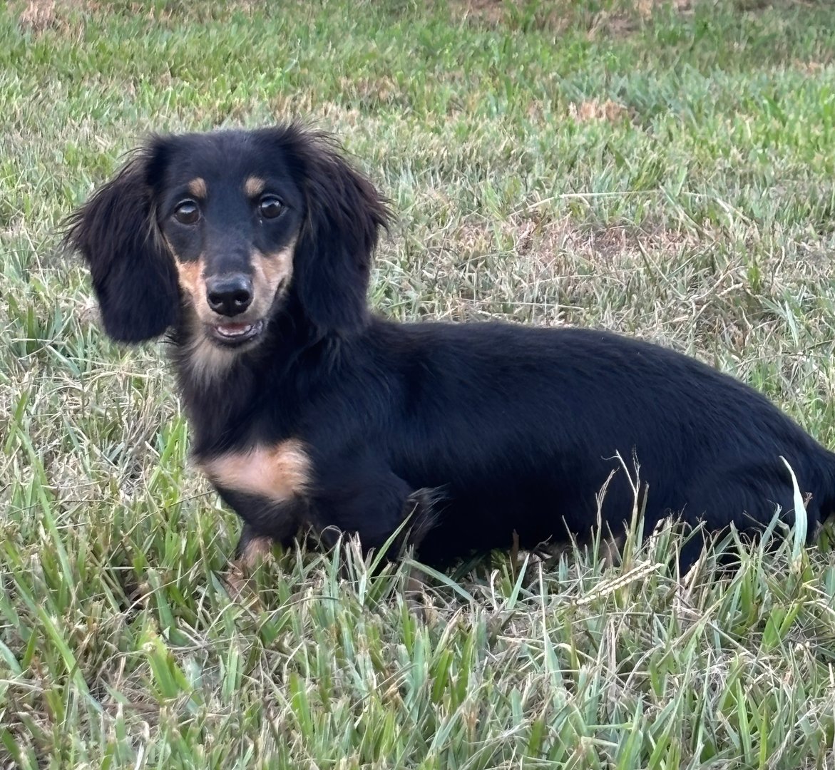 Taytum the dachshund