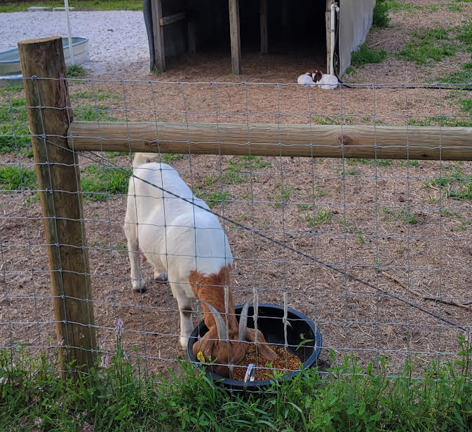 Beautiful farm landscape at Tomlin Farms where Jack Russell puppies are raised
