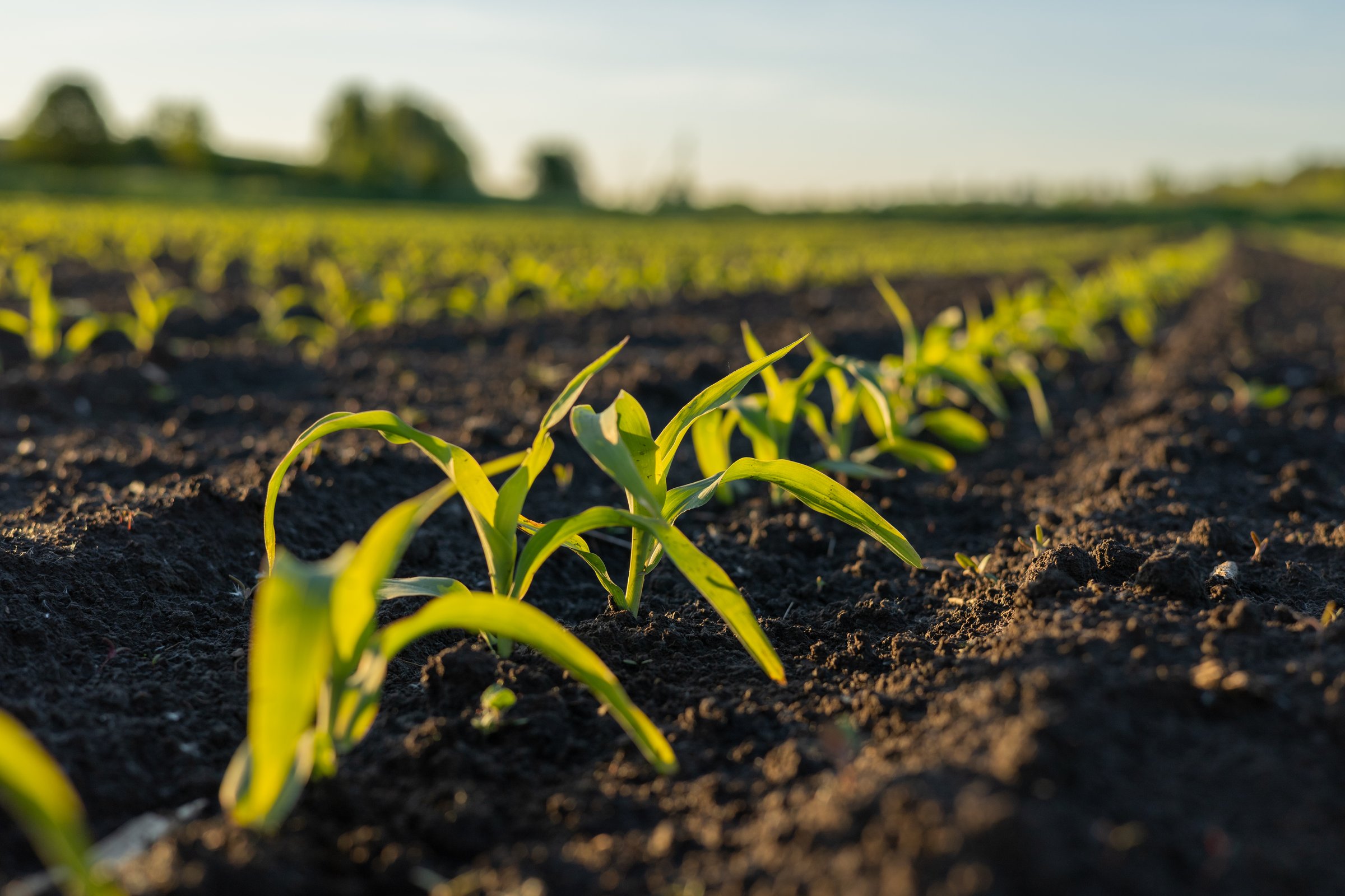 Green corn seedlings rise from fertile soil, stretching toward the sunlight in a thriving agricultural landscape during daytime.