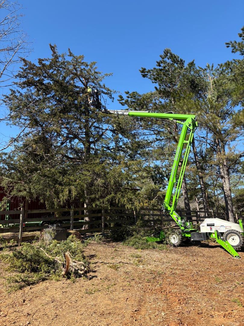 Professional tree trimming service