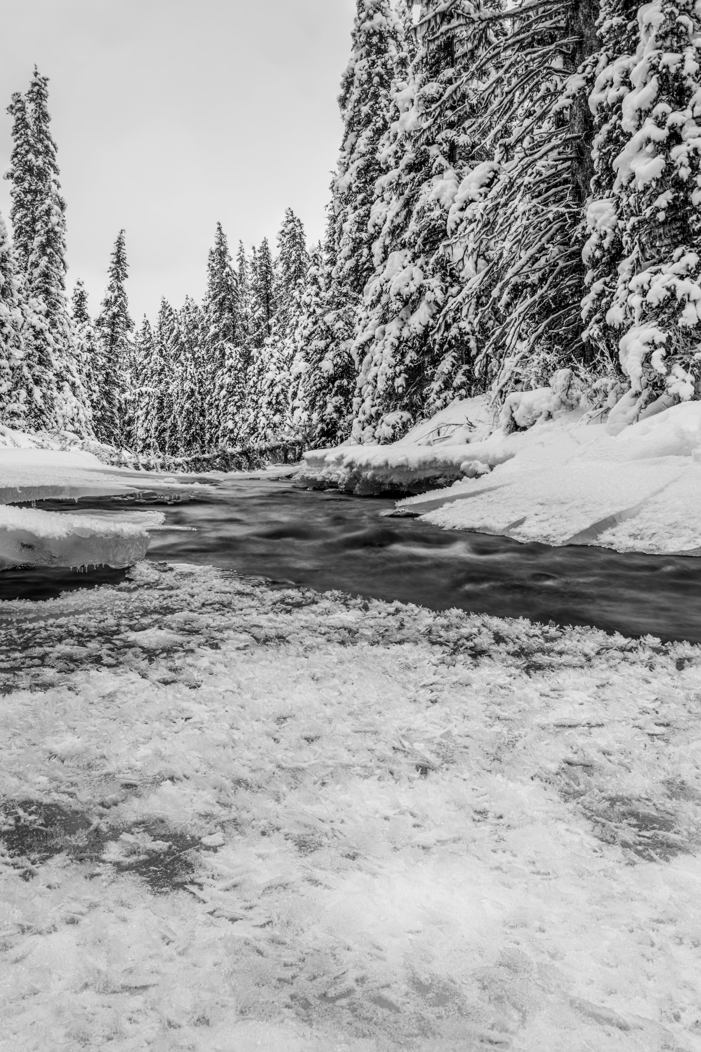 Winter scenery from the Canadian Rockies with mountain covered of snow as well as the pine trees. Great outdoor activities such as snowshoeing.