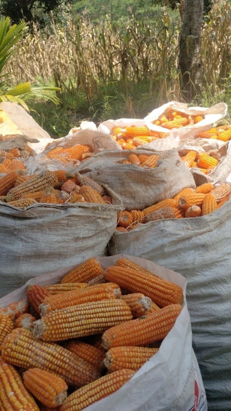 Premium maize grains from Uganda