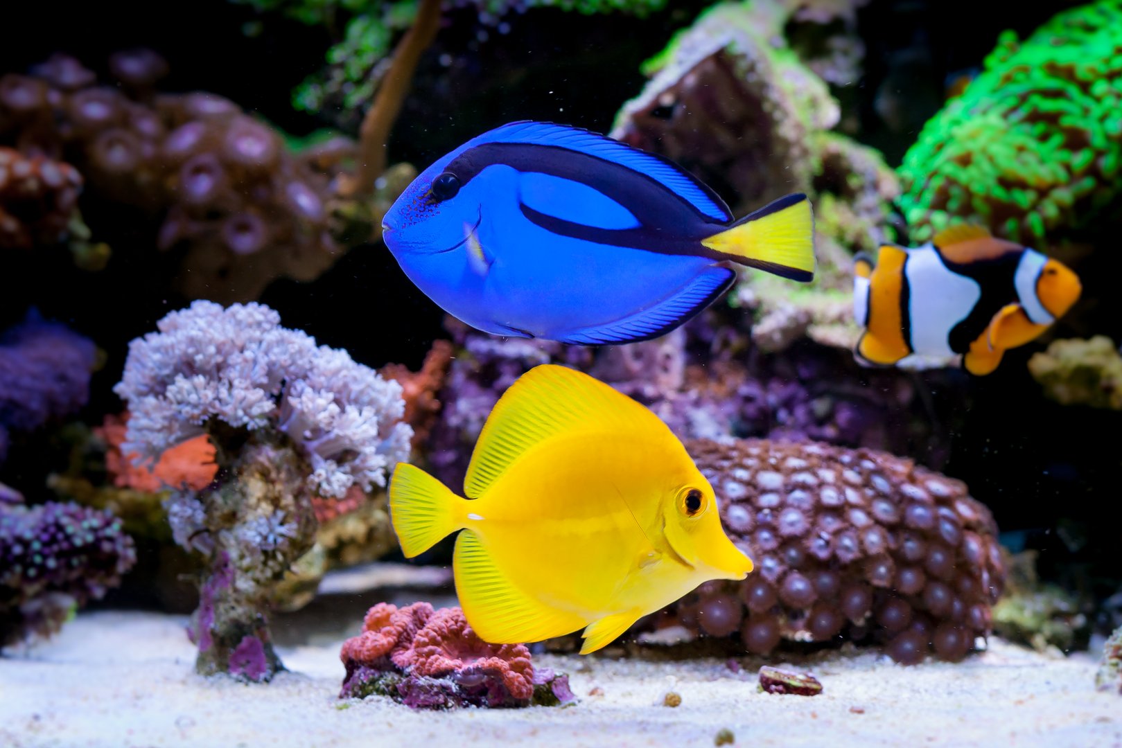Paracanthurus hepatus, Blue tang  in Home Coral reef aquarium. Selective focus.