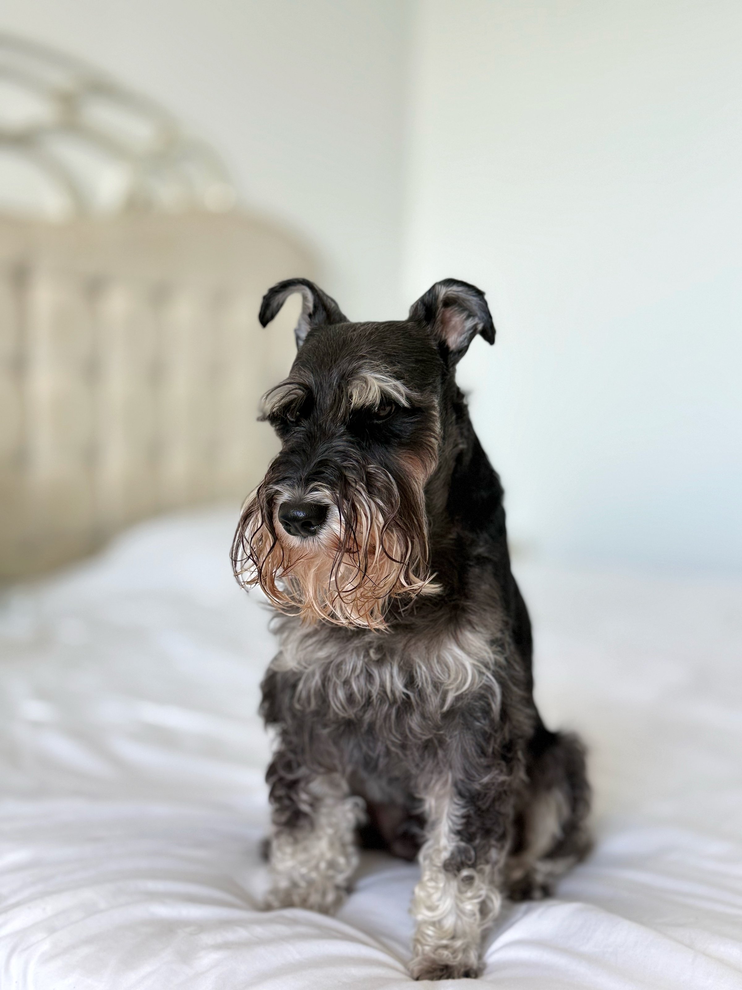 Photo shoot of my pet on white background, slow motion. Zwerschnauzer Robert. Schnauzer breed, colour black with silver. Puppy posing, cute dog.