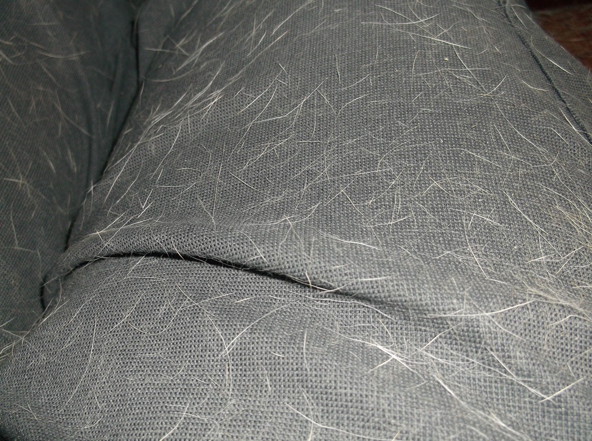 Cloth with dog hair.