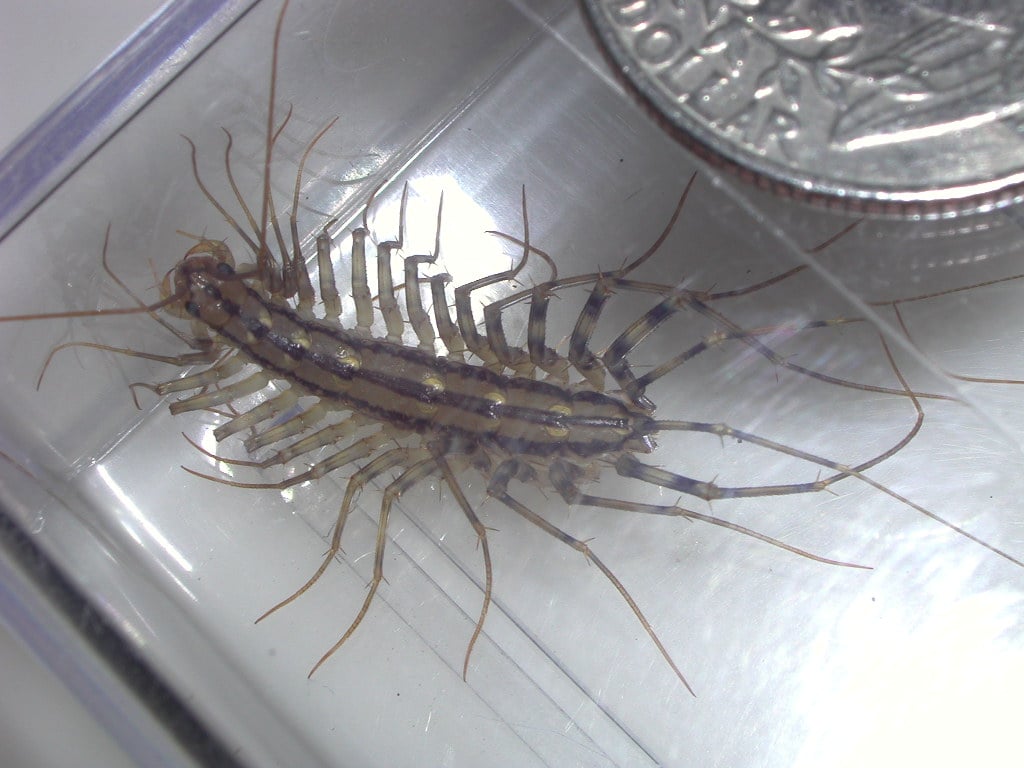 Centipede identification guide
