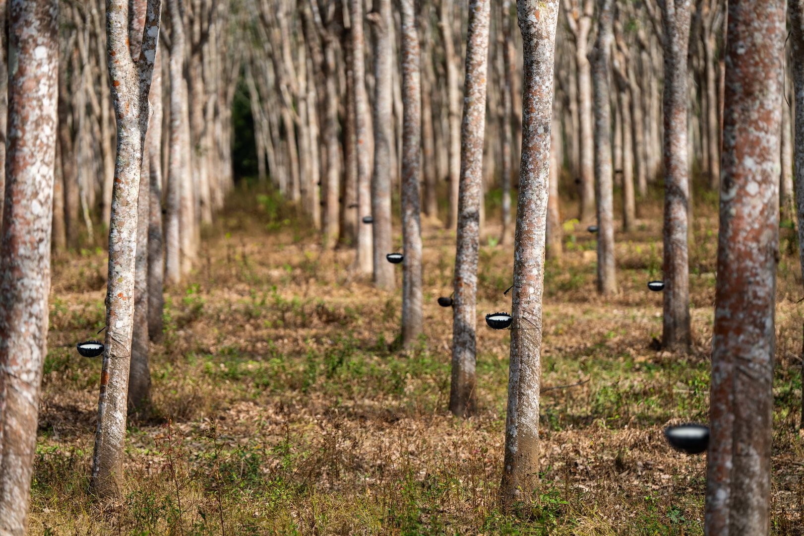 Rubber trees in rubber plantations farmers of southern Thailand, Rubber tree with fresh latex rubber drop in cup.