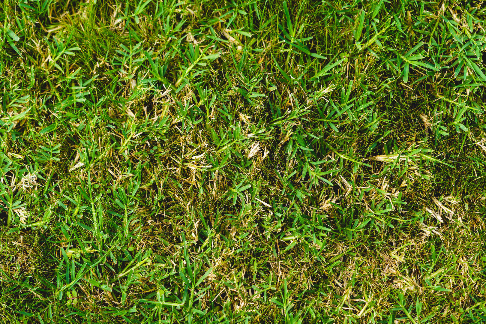 Crab Grass Weed in the Lawn, Digitaria ischaemum is a species of crabgrass known by the common names smooth crabgrass and small crabgrass. Common roadside and garden weed. It is an annual grass.