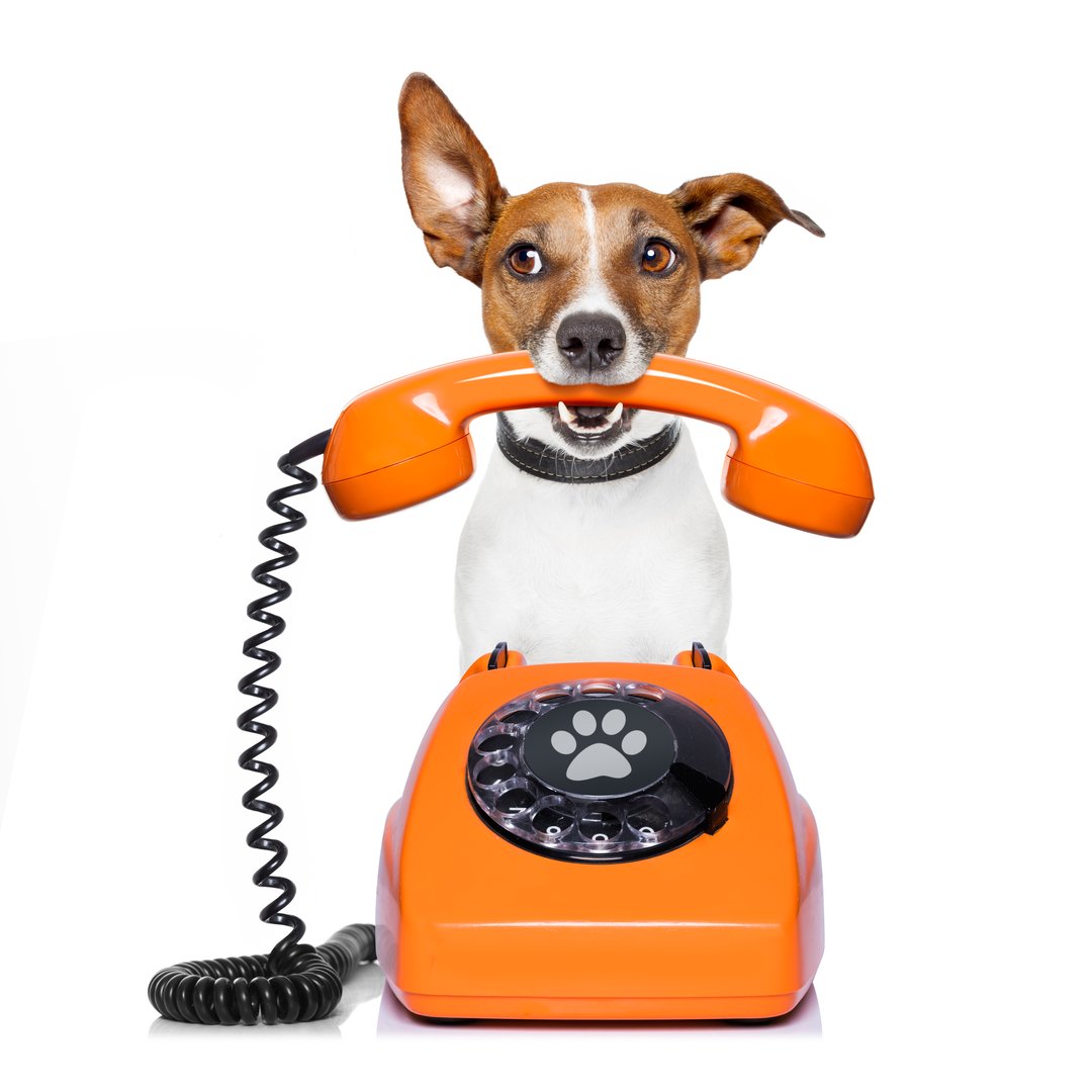 Consulta con Mascotas