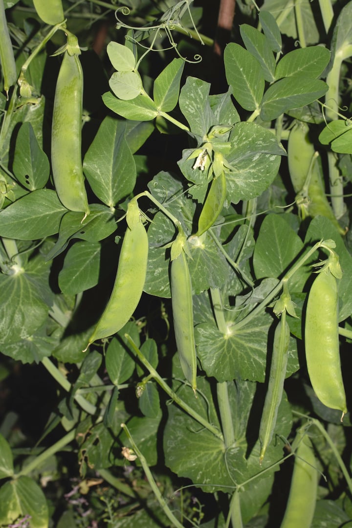 Close up of mange tout peas growing on the plant in a garden vegetable patch