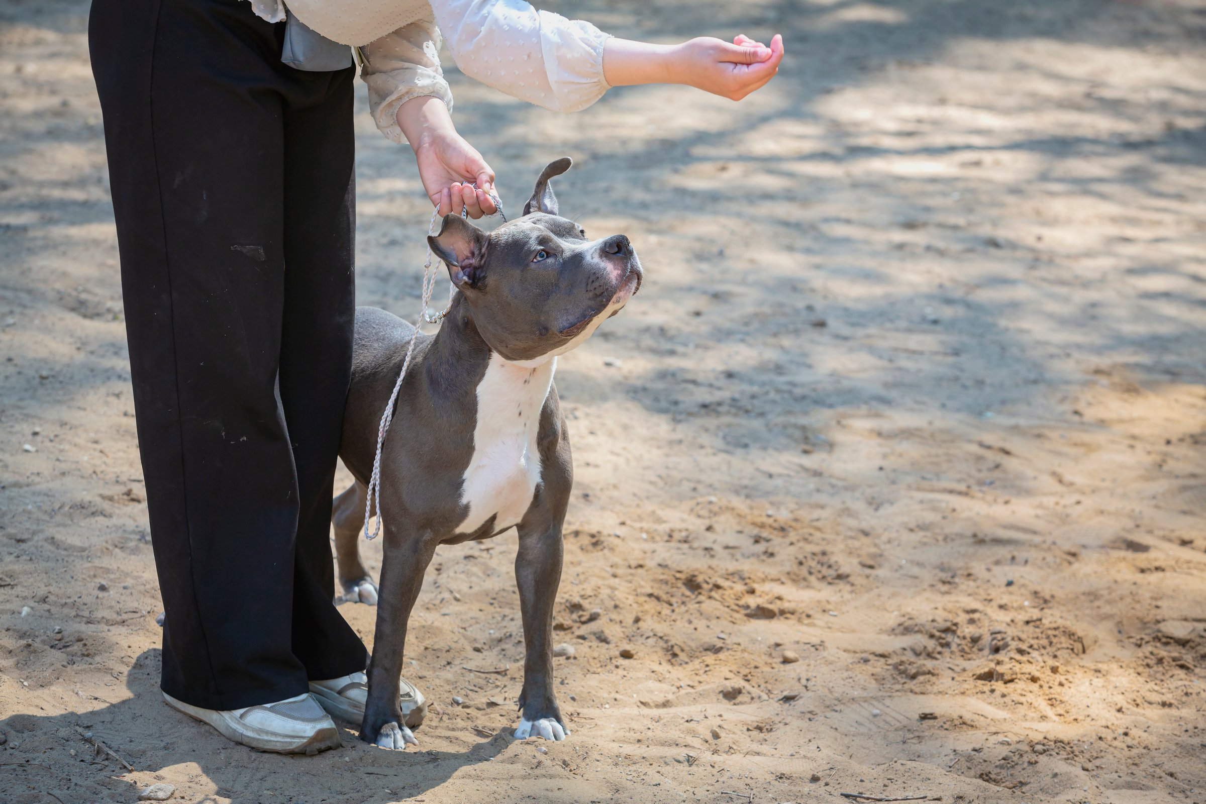 The American Staffordshire Terrier, also known as the AmStaff, is a medium-sized, short-coated American dog breed