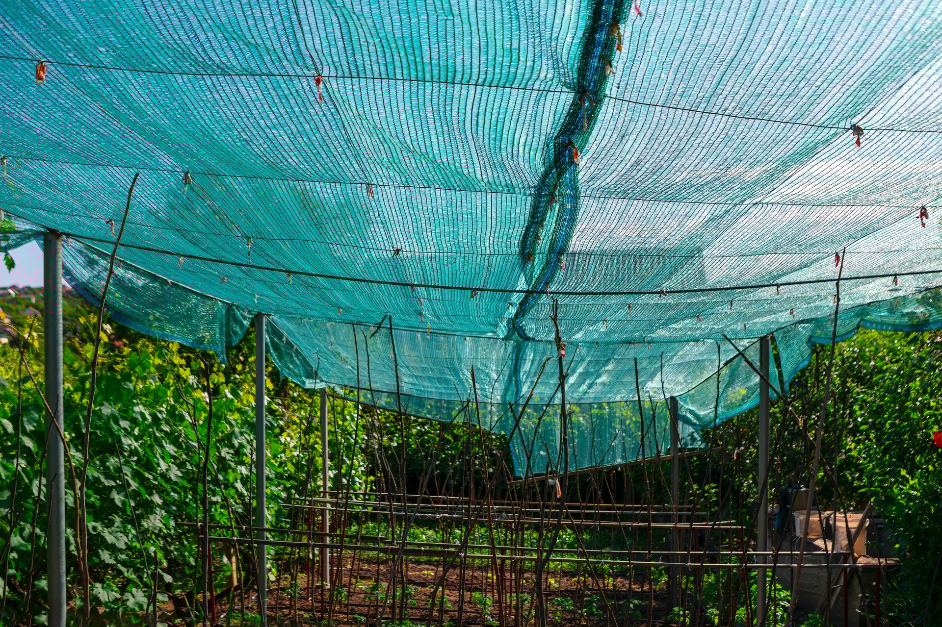 Green netting in the garden. The netting is used to protect plants from pests