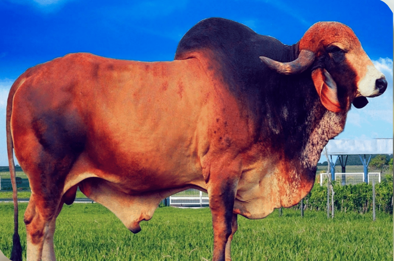 Bemfeitor Raposo - Toro Gyr lechero brasileiro - semen para mejoramiento genético - 1702 hijos evaluados - DECAS 3 - línea abierta