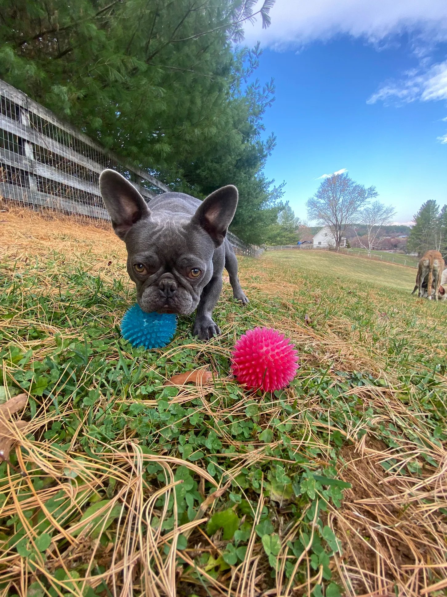 French bulldog with tennis balls