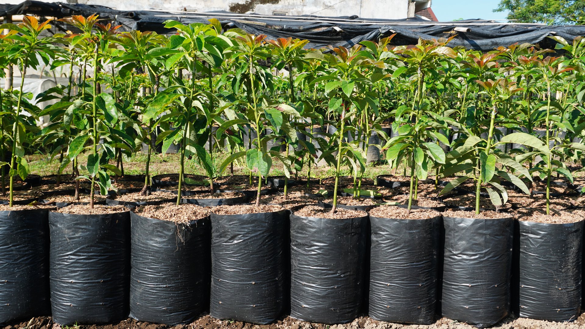 Vibrant avocado saplings grow in neatly aligned black polybags at a nursery