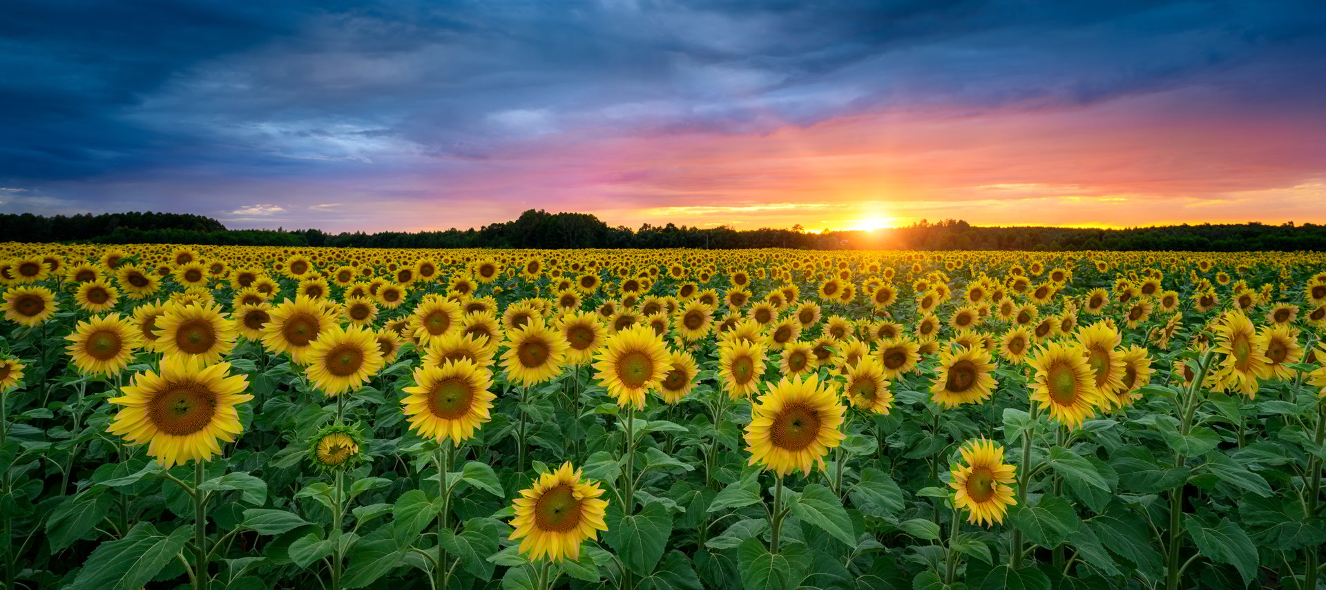Beautiful sunset over sunflowers field