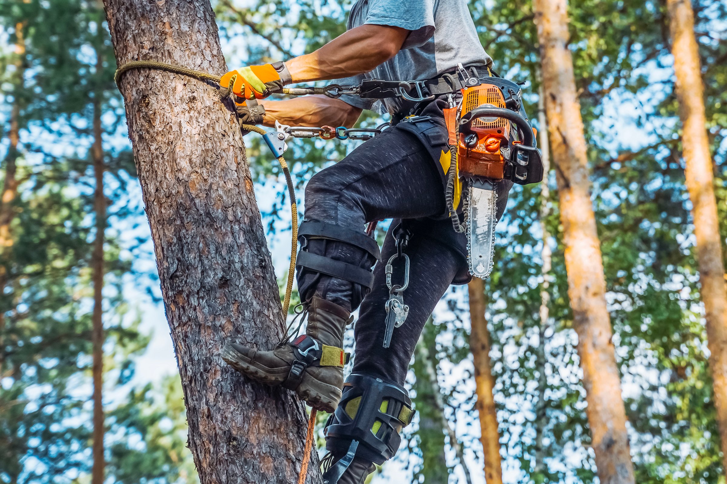 Tree surgeon, chainsaw Arborist working in the crown of a pine tree and cutting with a chainsaw. Adult man wearing full equipment