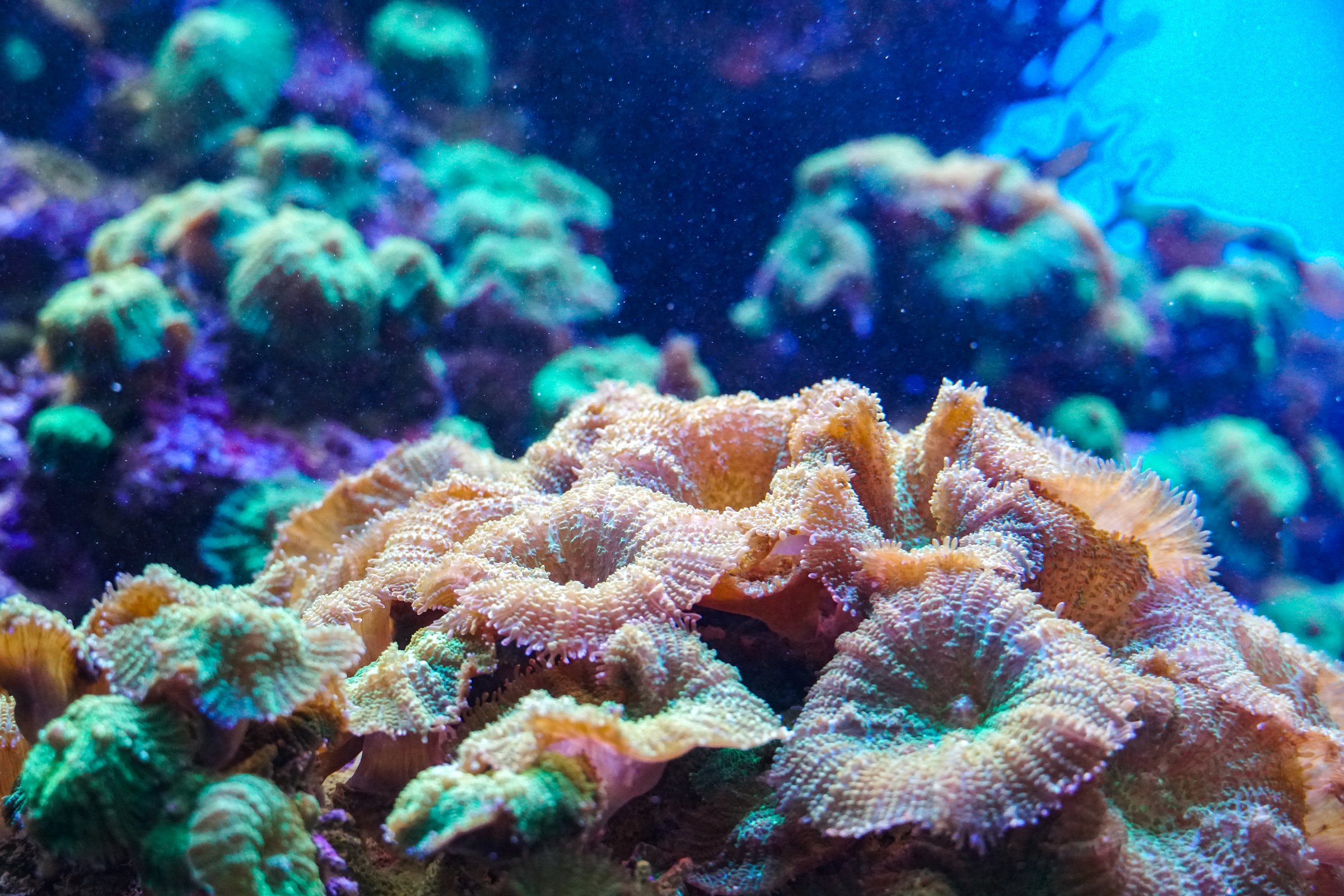 Colorful Coral Reef. Anemone on a tropical coral reef. anemone actinia texture underwater reef sea coral. Seascape with coral and fishes. Sea anemone with flowing tentacles sits nestled within a vibrant marine environment, surrounded by algae and coral fragments