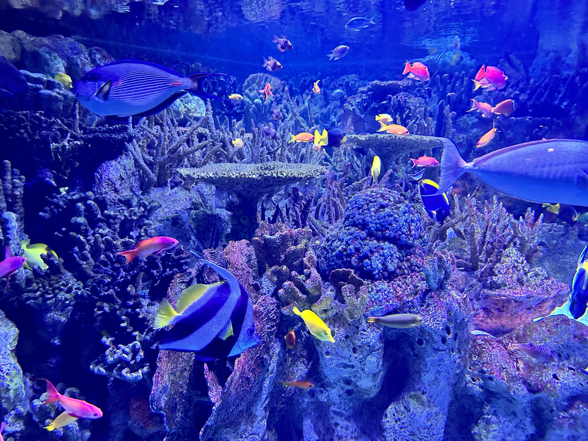 New England aquarium rare exotic fish corals marine animals