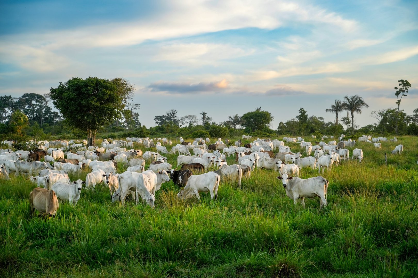 Cattle grazing on farmland