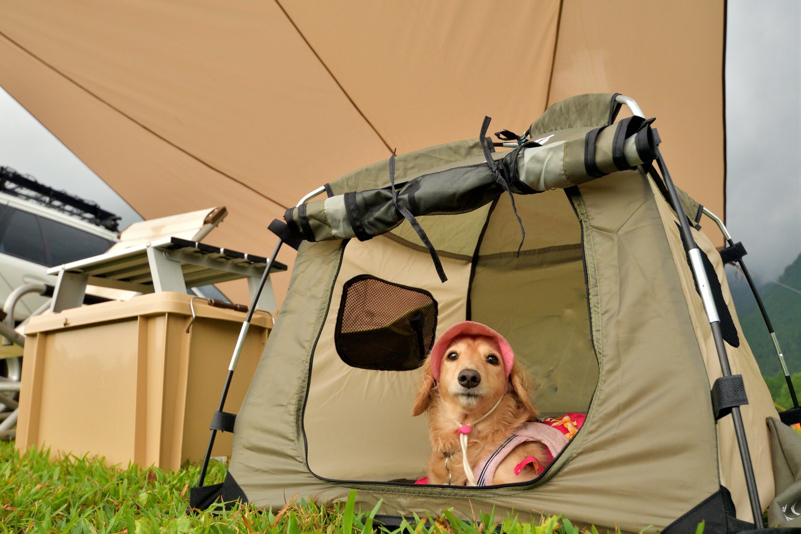 Solo car camping with my dog ​​at a highland campground.
Fumotoppara Campground in Yamanashi Prefecture, Japan.