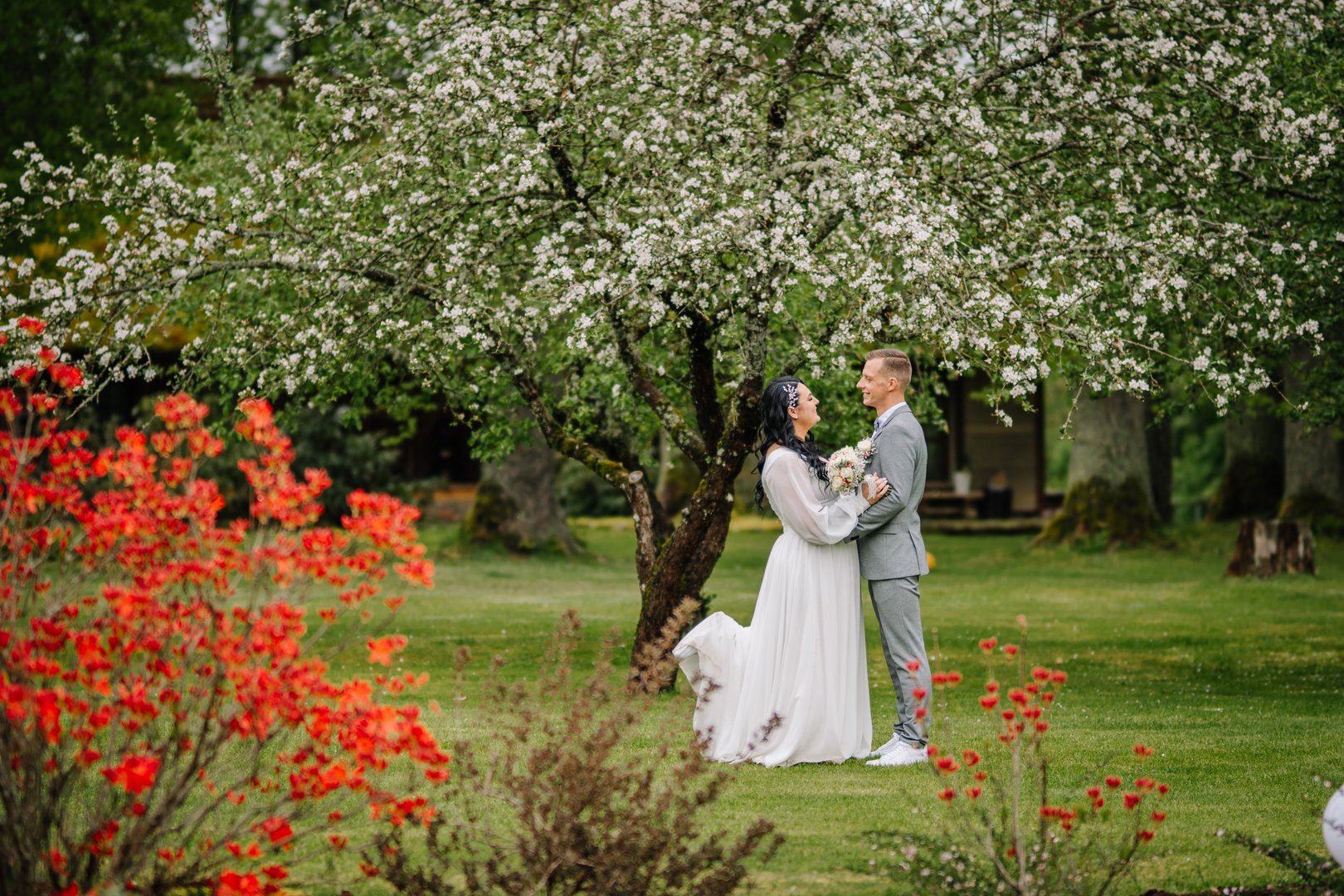 Valmiera, Latvia - May 23, 2025 - Bride and groom lovingly gaze at each other under a blooming tree in a spring garden, surrounded by red flowers and lush green grass.