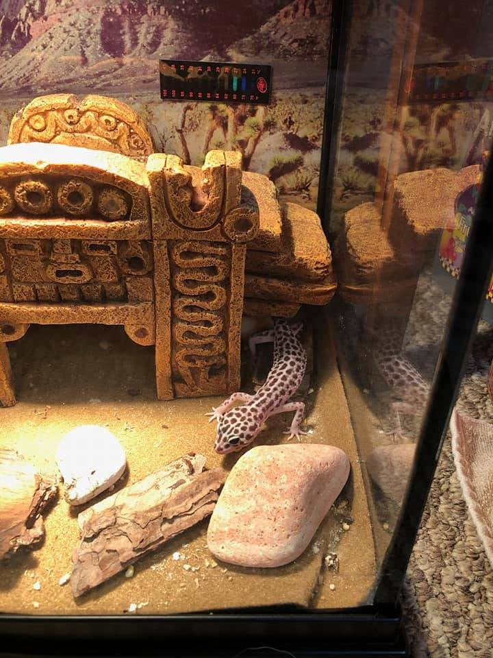 The Herpetarium animal