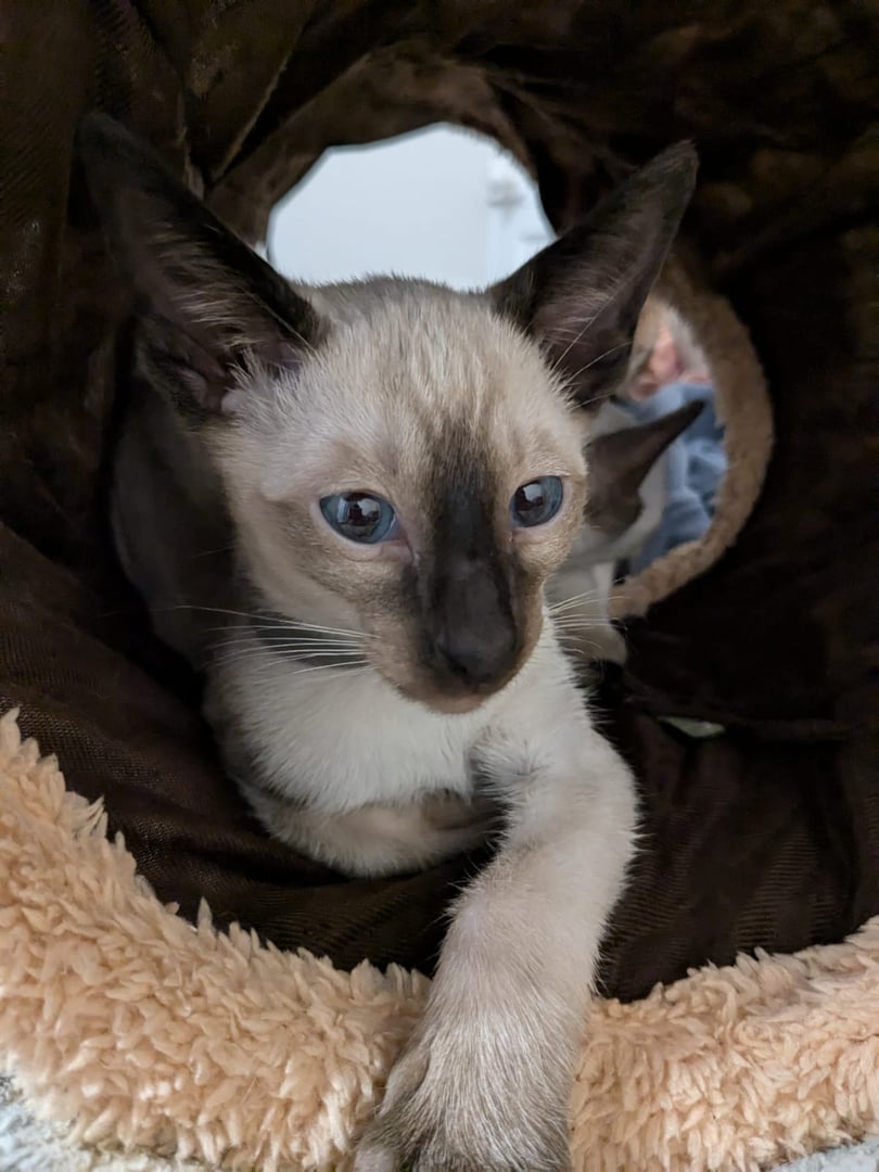 Beautiful Siamese cat