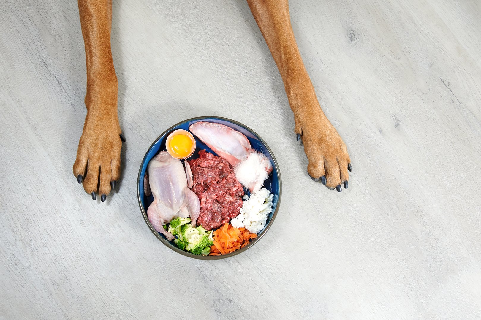 Natural raw holistic dog meat food, vegetables, egg in bowl and dogs paws on white wooden background Top view