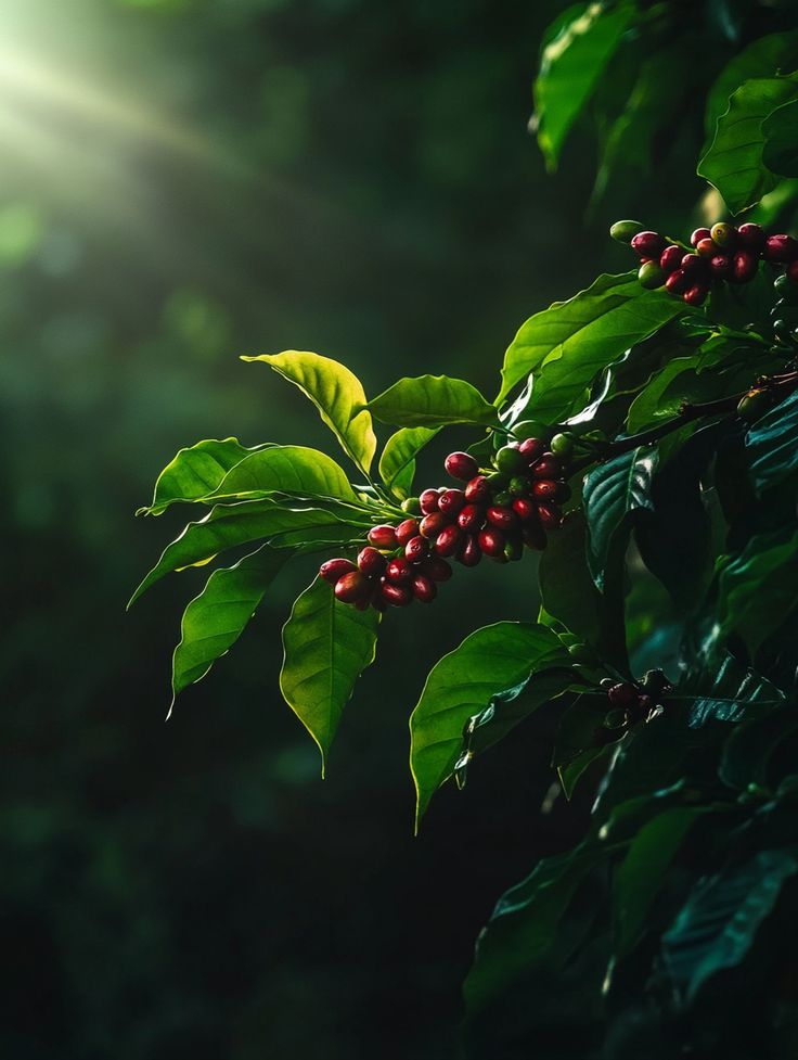 Premium red coffee beans