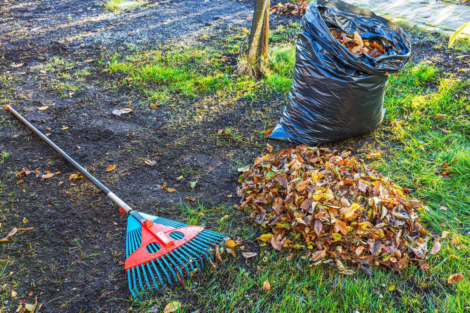 Pile of autumn leaves ready for yard cleanup