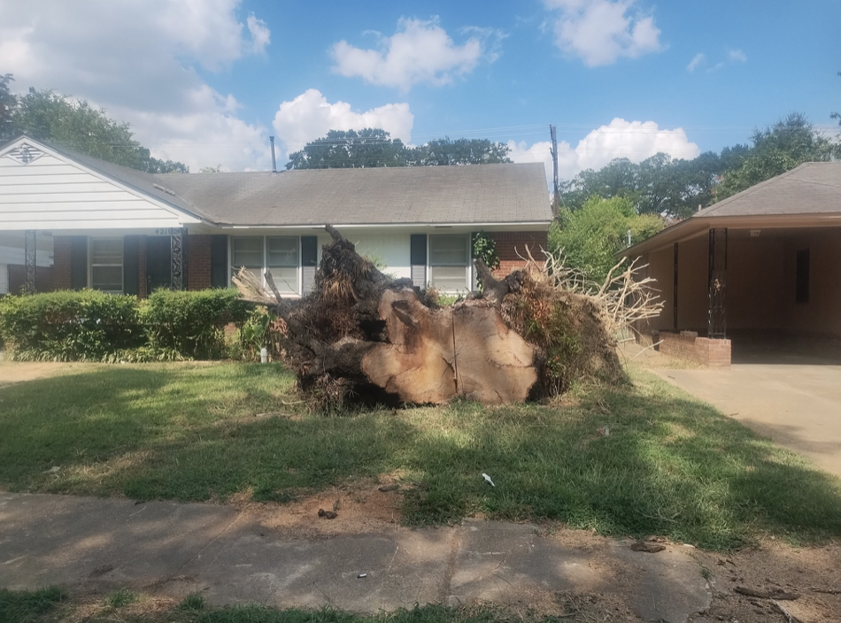 Stumpty Dumpty professional equipment and team at work