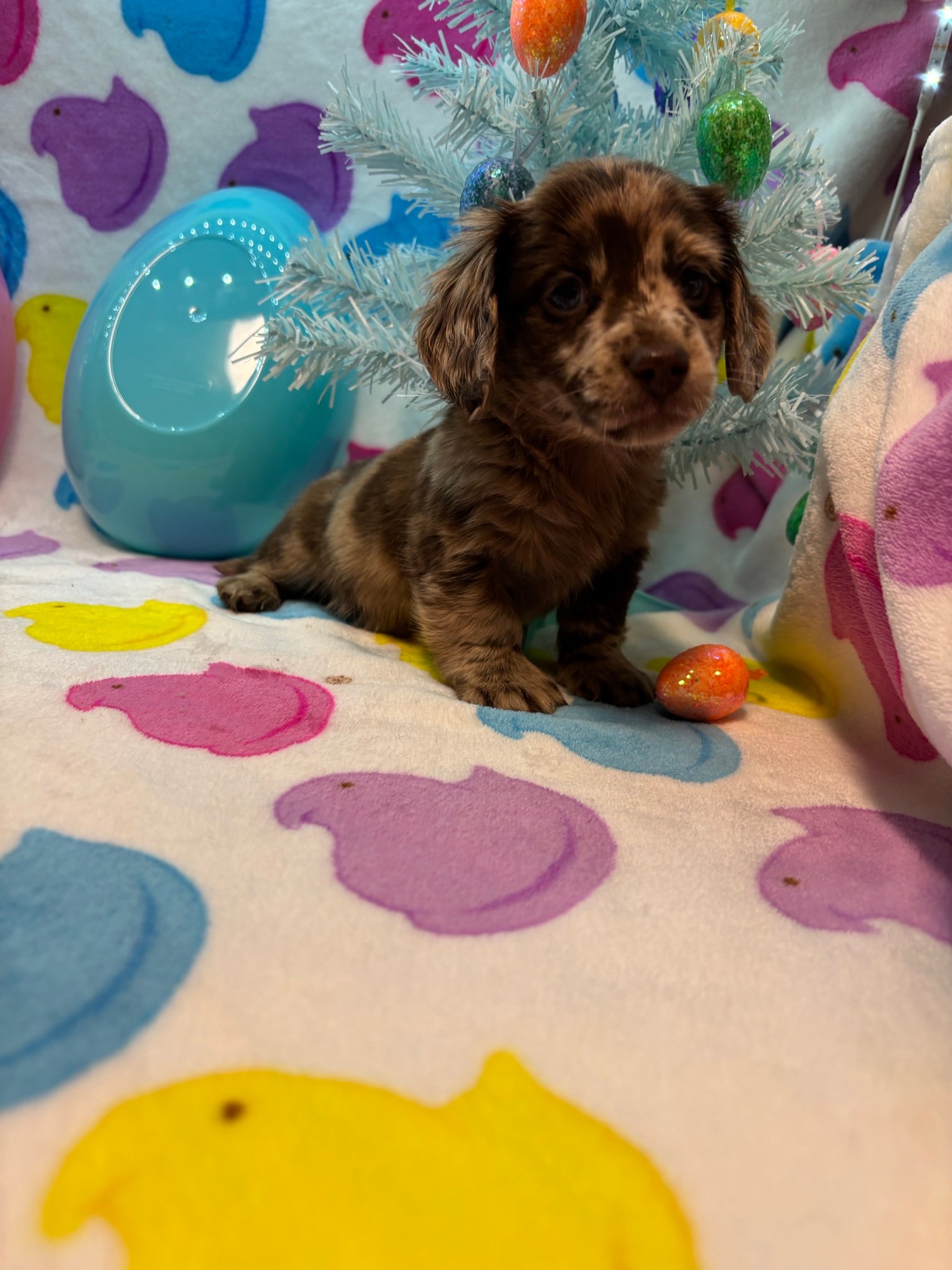 Small brown puppy on a colorful patterned blanket with a white Christmas tree and decorative Easter eggs.